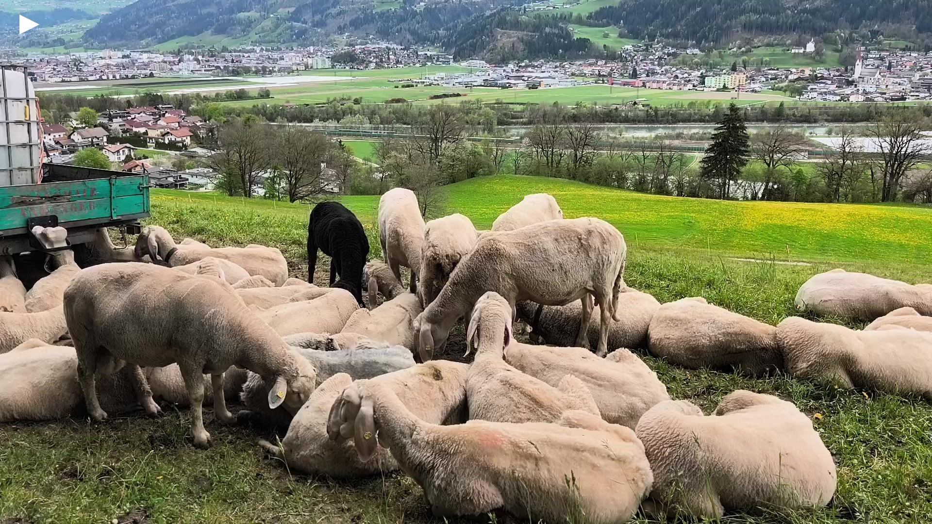 A_Schafe_in_Baumkirchen_Blick_Wattens_Volders.mp4