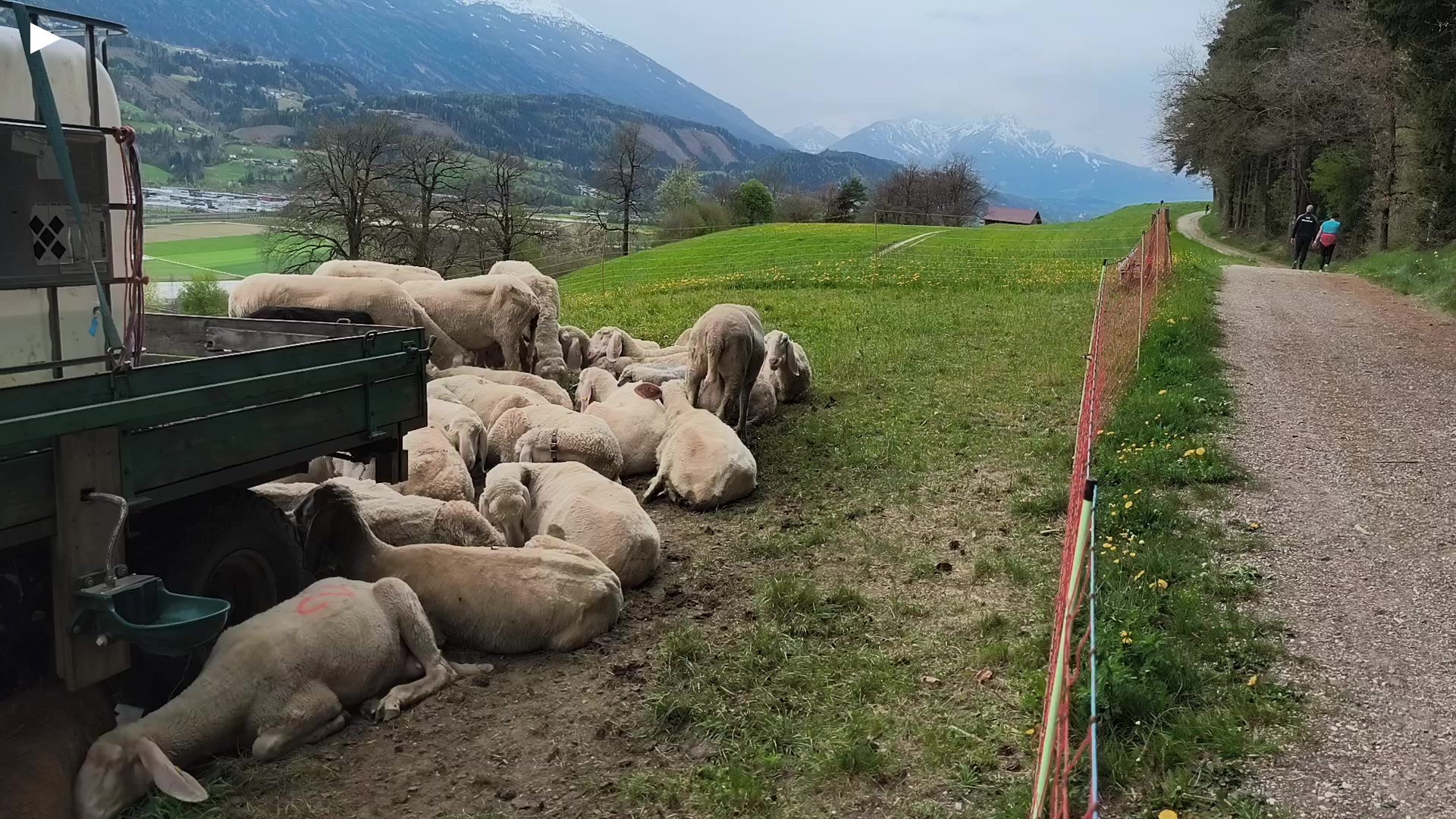 A_Schafe_in_Baumkirchen_inkl_Spazierweg_Fussgaenger.mp4