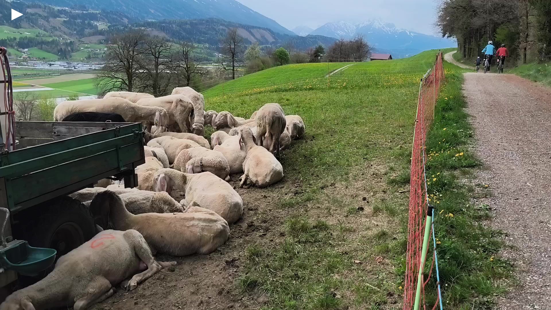 A_Schafe_in_Baumkirchen_inkl_Spazierweg_Radfahrer.mp4