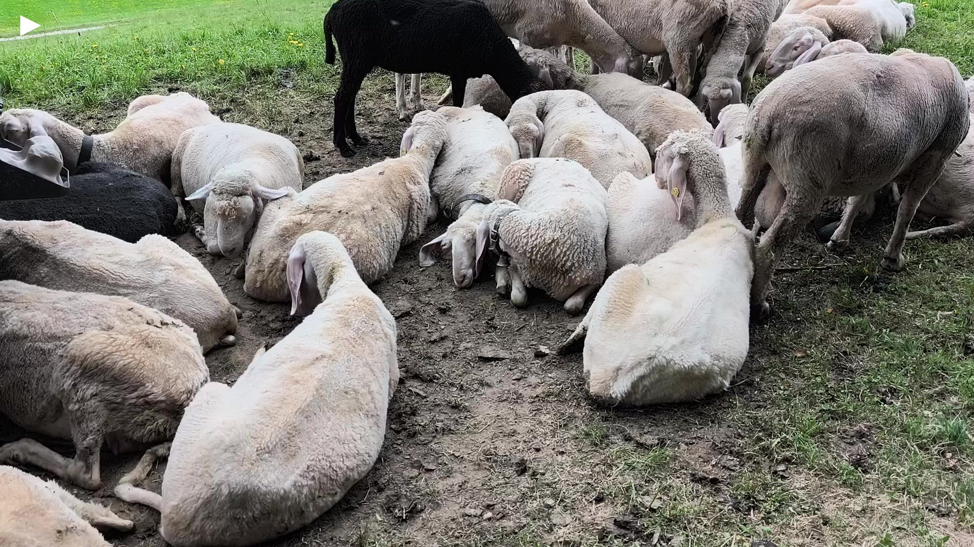 A_Schafe_in_Baumkirchen_nur_Schafe.mp4