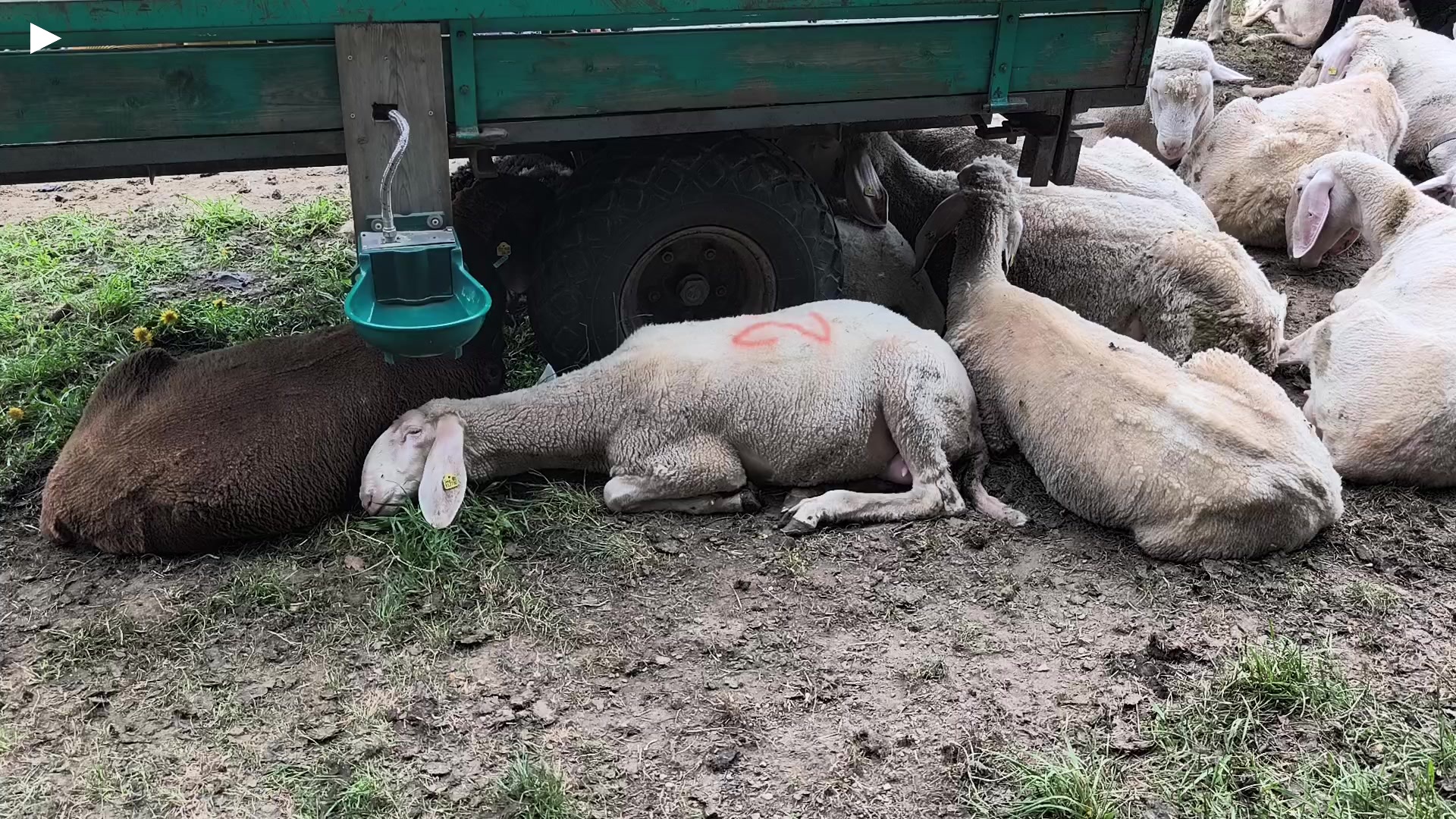 A_Schafe_in_Baumkirchen_unter_Anhaenger_1.mp4