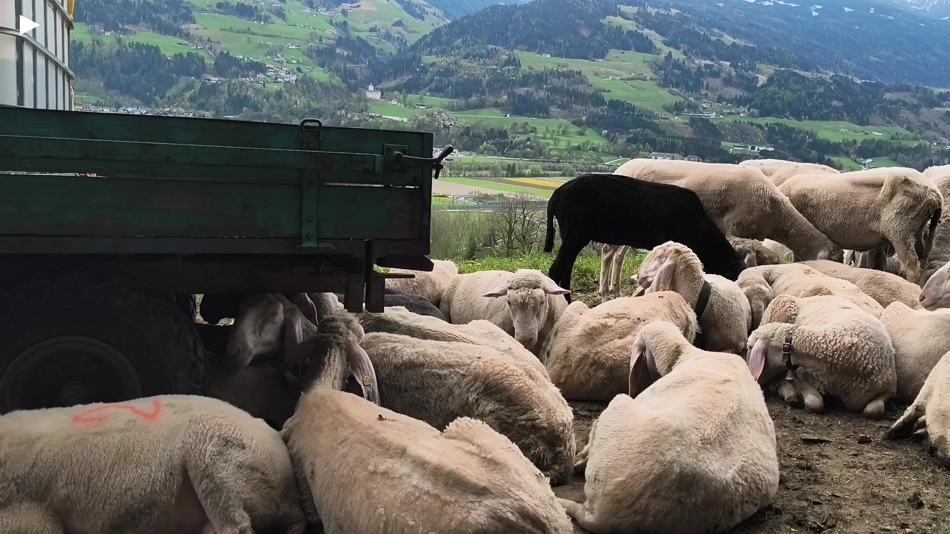 A_Schafe_in_Baumkirchen_unter_Anhaenger_2.mp4
